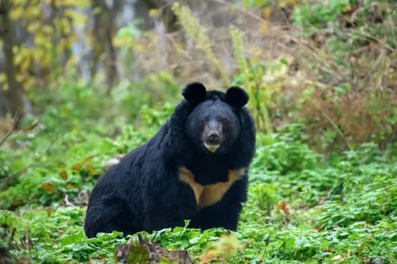 bijrani tourism zone