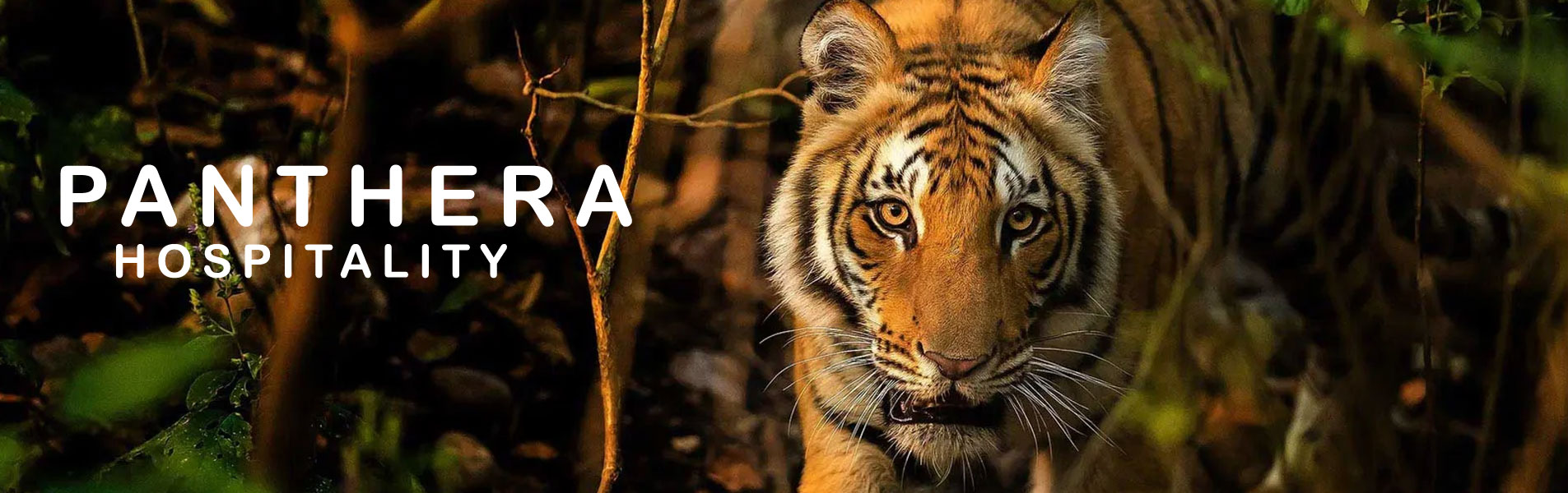 Online Booking Jeep Safari